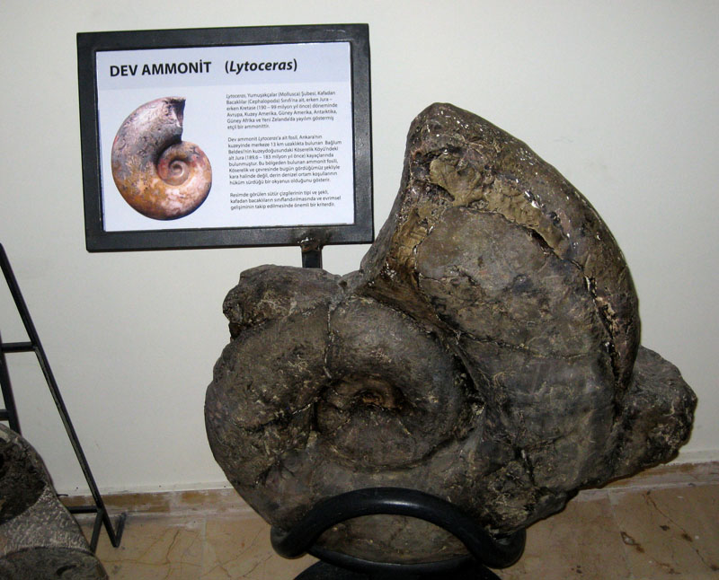 Deniz Kabuğu Fosili