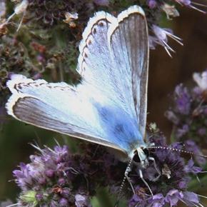 “Saimbeyli Mavisi” kelebeği yeniden ortaya çıktı